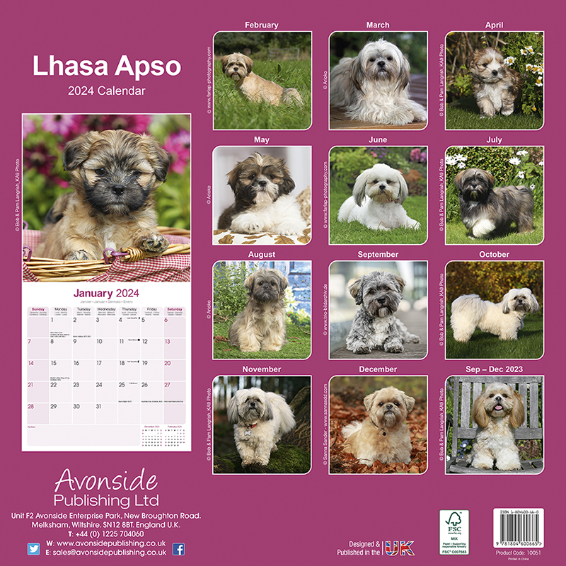 Lhasa Apso Calendar 2024 (Square) Dogs Naturally